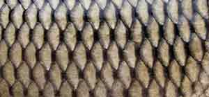 fish oil