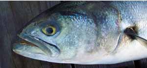 fish omega three fatty oil 